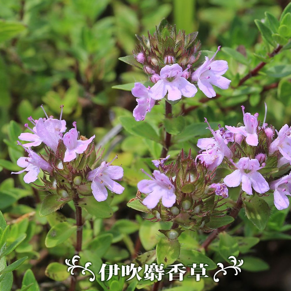 伊吹麝香草  ( いぶきじゃこうそう)
の花　ピンク　紫