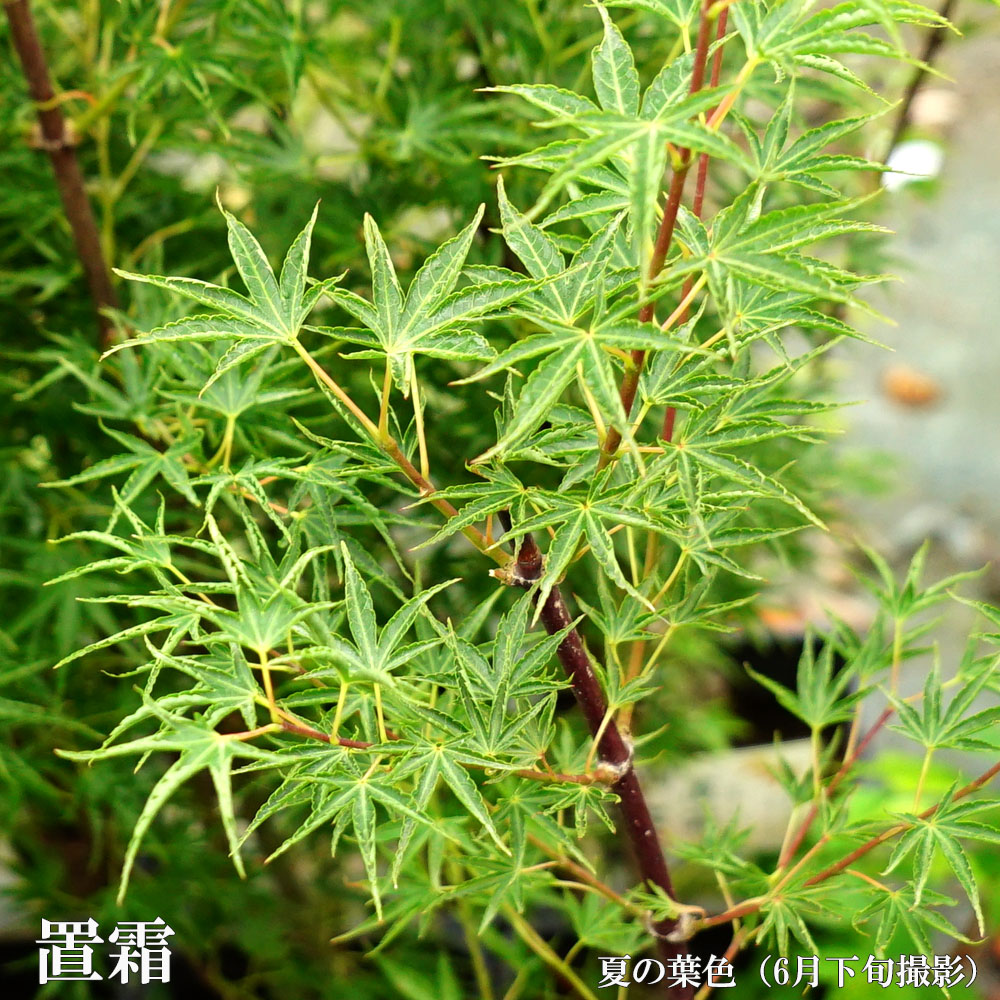 カエデ・もみじ 置霜 イロハモミジ系 苗 販売 苗木部 By 花ひろば