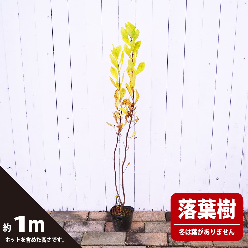 赤花リョウブ【ルビースパイス】株立ち大苗！ - 植物/観葉植物