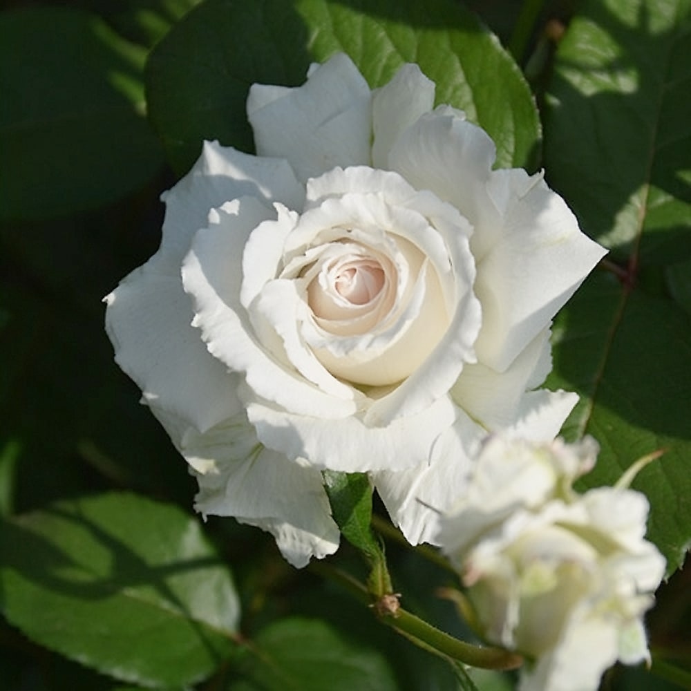 バラ クリード S シュラブ （半つるバラ）の通販 おすすめ 苗木部