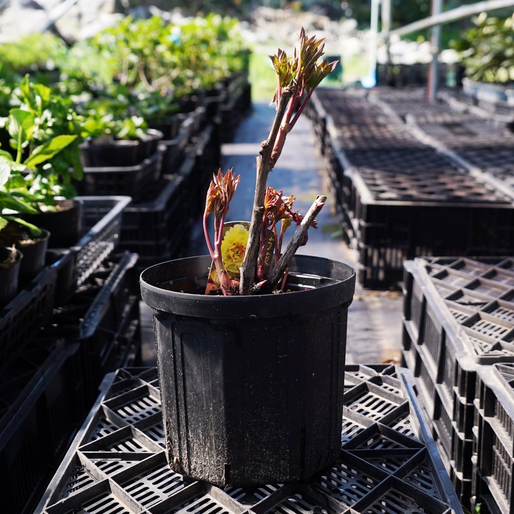 芍薬 オリエンタルゴールド 苗 通販 苗木部 By 花ひろばオンライン