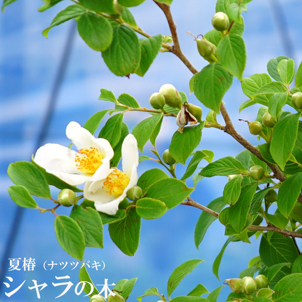 シャラノキ ナツツバキの花