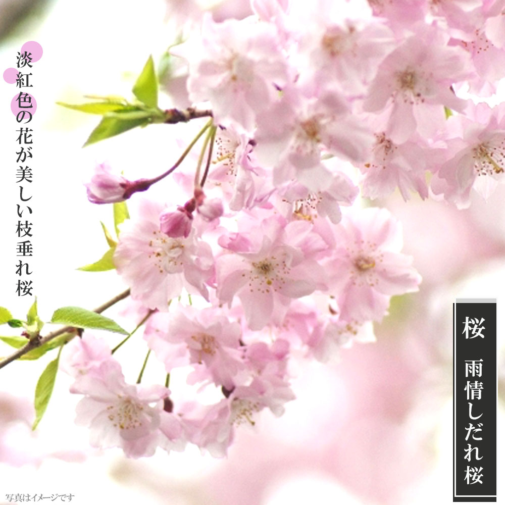 仙台しだれ桜（大株） - 花・観葉植物