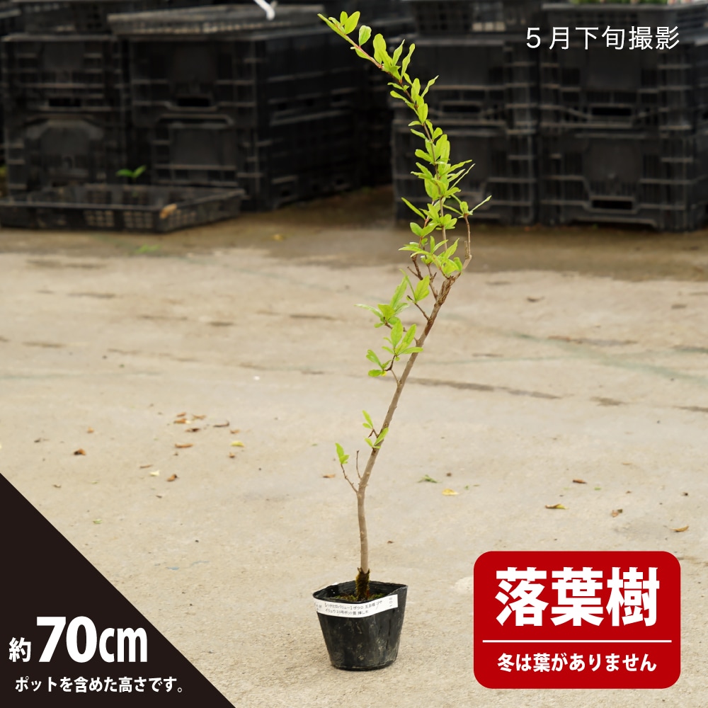 五彩榴 花ザクロ 苗 販売 苗木部 By 花ひろばオンライン