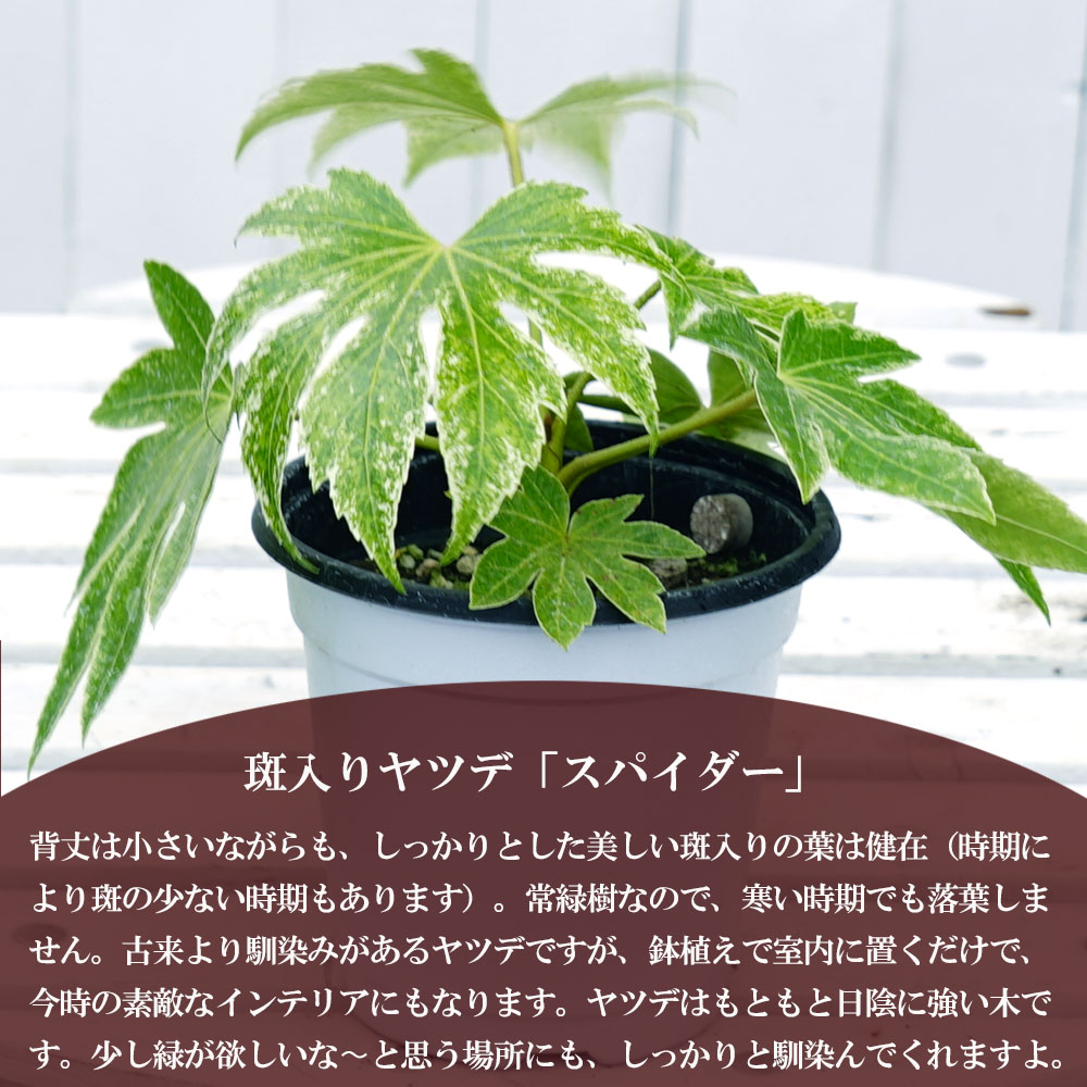 ヤツデ スパイダー 苗 販売 苗木部 By 花ひろばオンライン