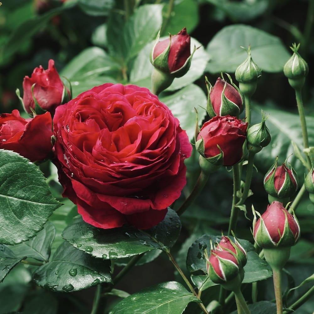 つるバラ ピエールドゥロンサール スタンダード仕立て バラ苗 薔薇 苗 - 植物/観葉植物