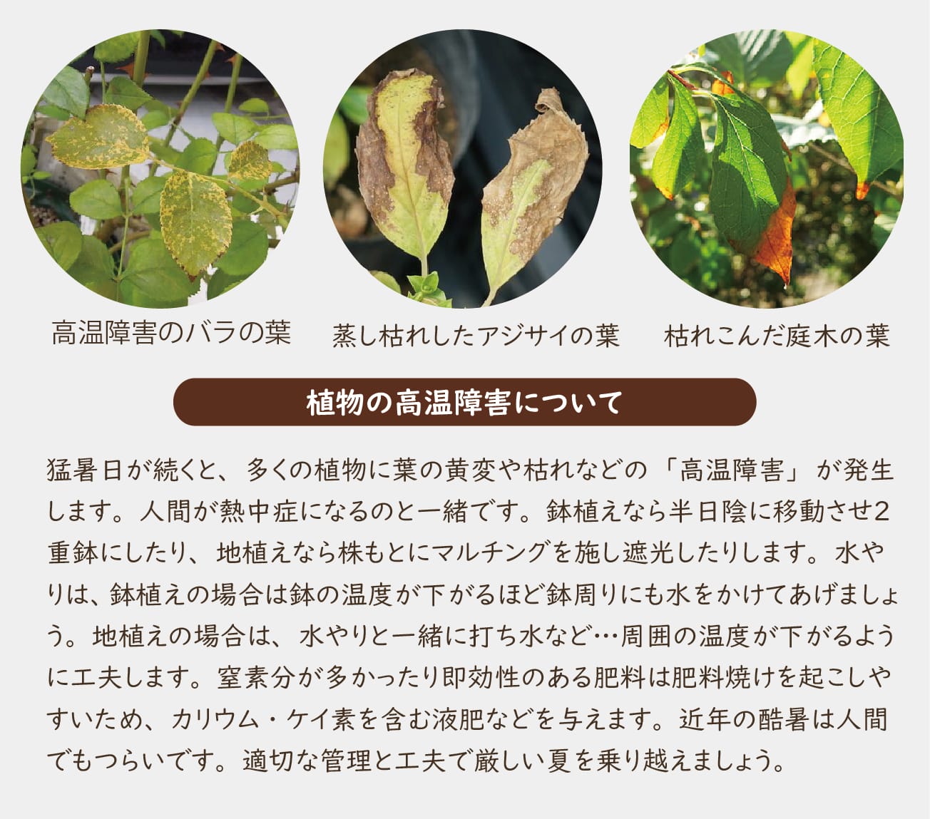 ノルキヤのシキシツサイン 悪しき