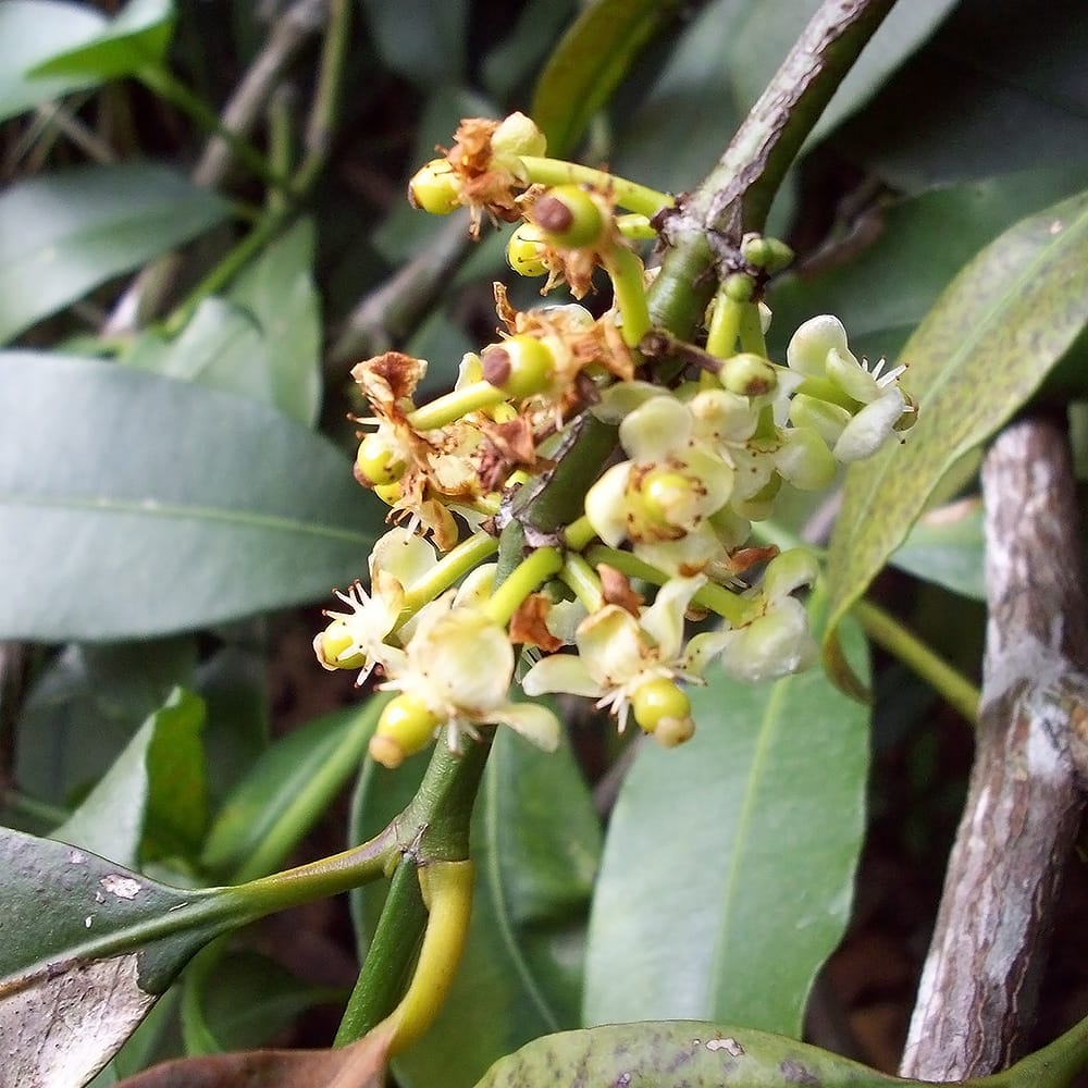 マンゴスチン メキシカンマンゴスチンの花