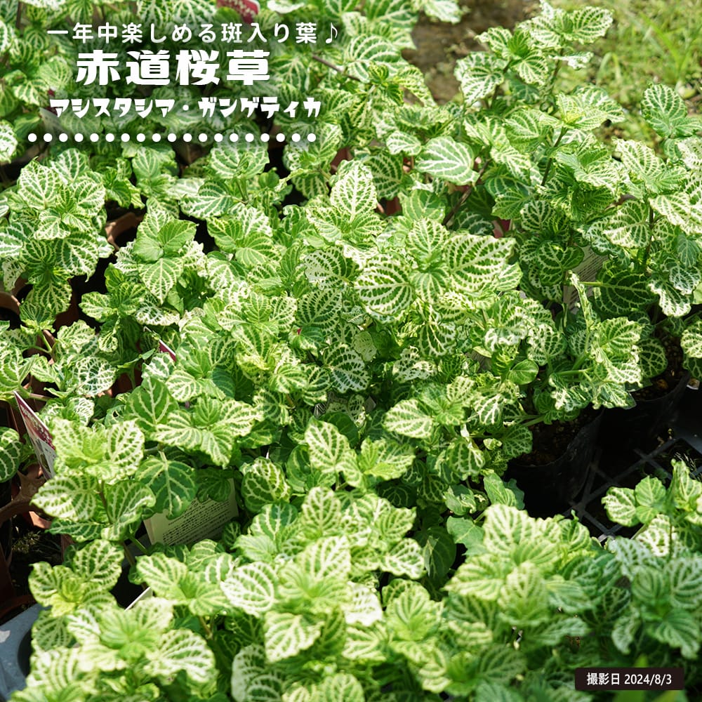 赤道桜草 赤道桜草 