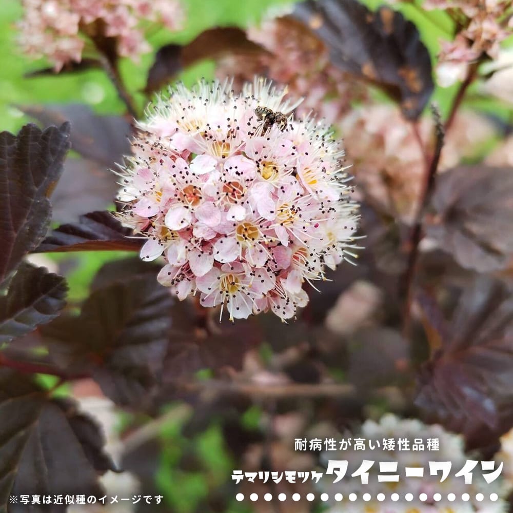 シモツケ タイニーワイン 