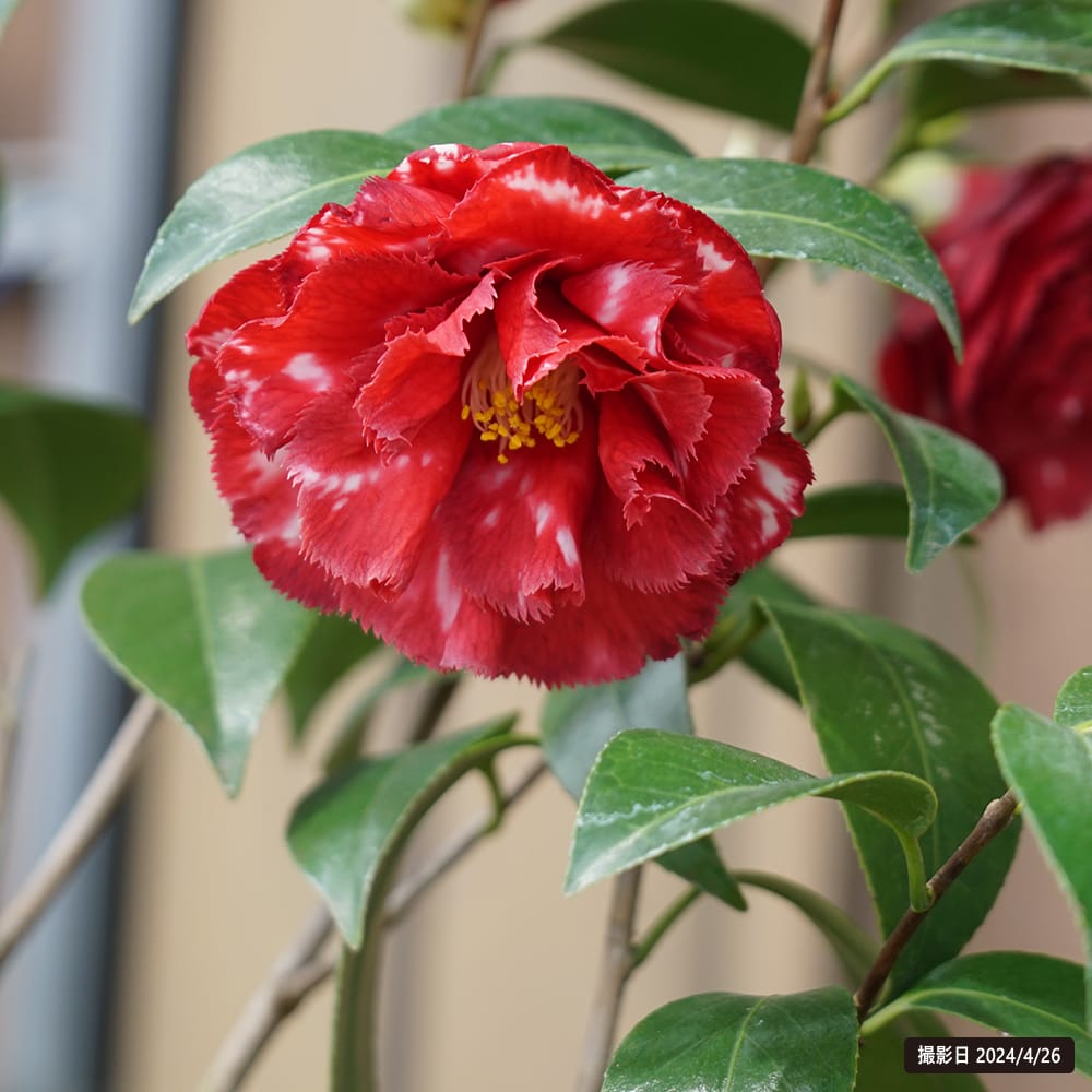 椿 レディケイ 苗 販売 苗木部 By 花ひろばオンライン