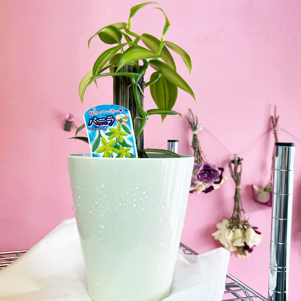 バニラの木 苗 通販 苗木部 By 花ひろばオンライン