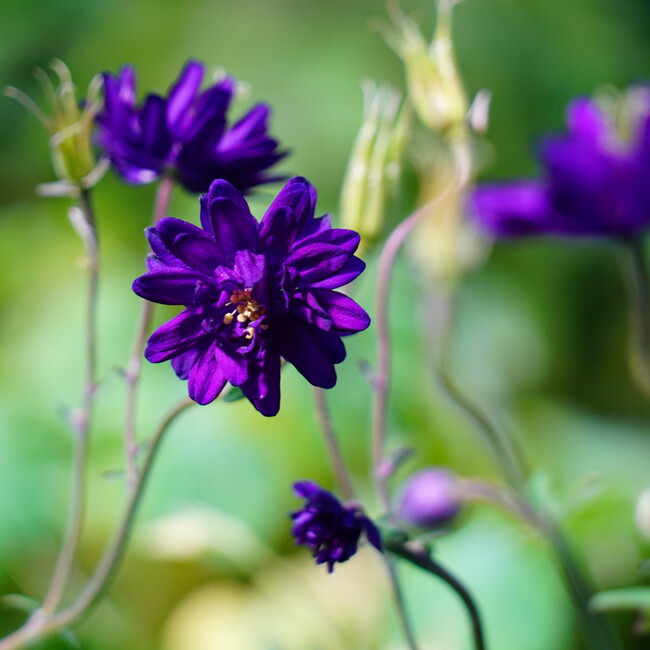 アクイレギア ブルーバロー 苗 販売 苗木部 By 花ひろばオンライン