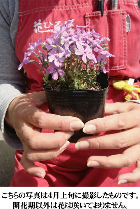 メギ アトロプルプレア 苗 販売 苗木部 By 花ひろばオンライン