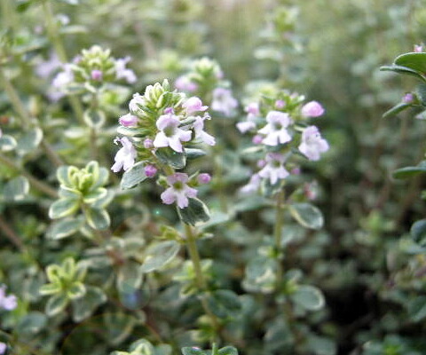 シルバークイーンタイム 苗 販売 苗木部 By 花ひろばオンライン