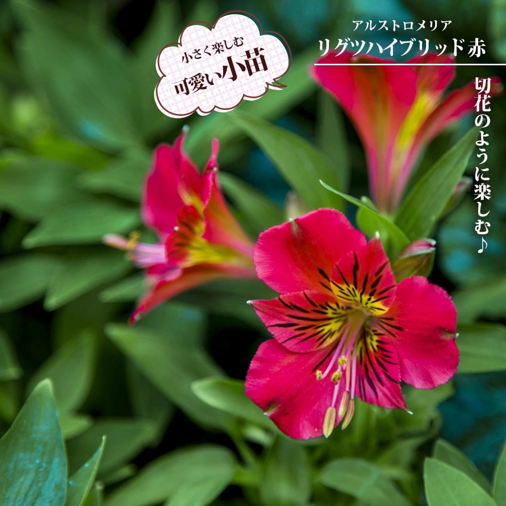 アルストロメリア リグツハイブリッド 赤花種 苗 通販 苗木部 By アルストロメリア リグツハイブリッド 赤花種 苗 通販 苗木部 By