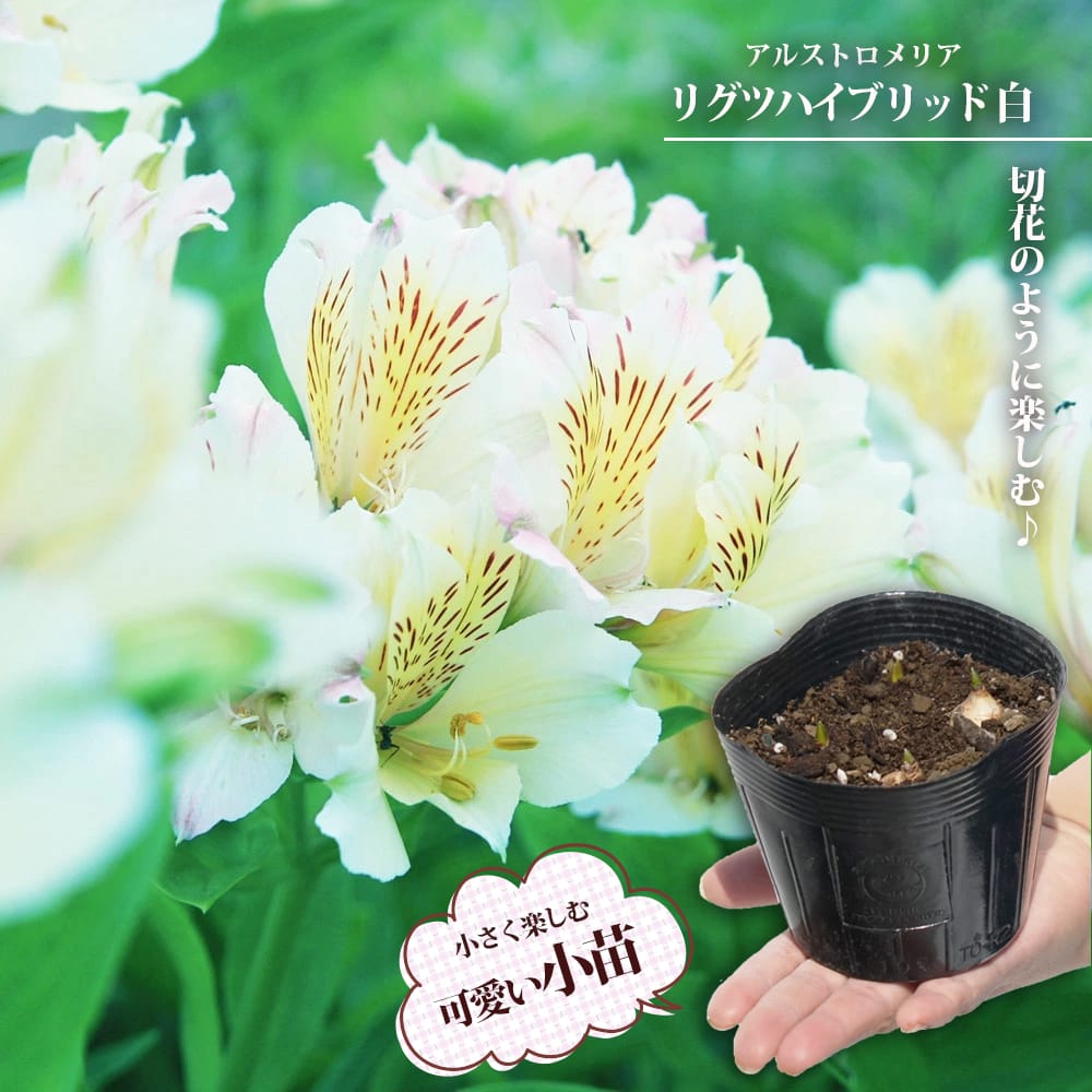 アルストロメリア リグツハイブリッド 白花種 苗 通販 苗木部 By アルストロメリア リグツハイブリッド 白花種 苗 通販 苗木部 By