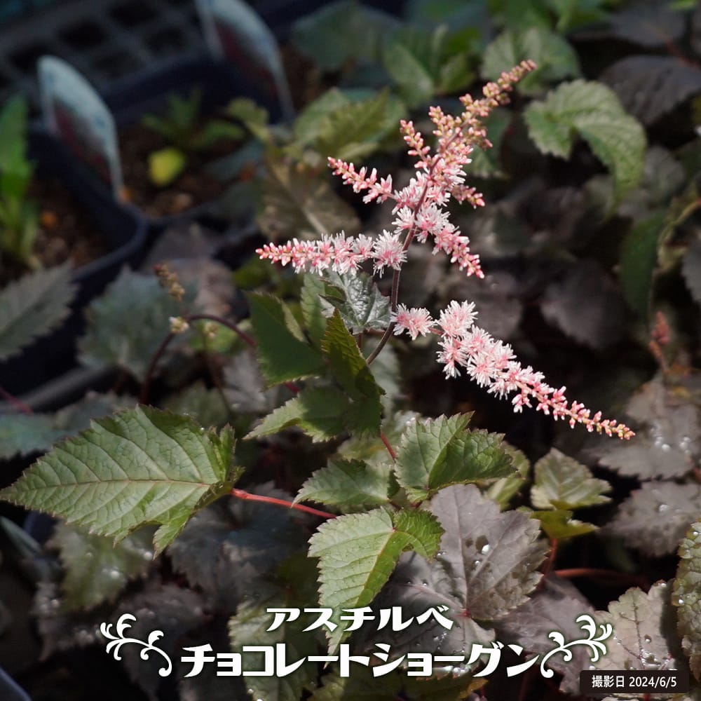 アスチルベ チョコレートショーグン 