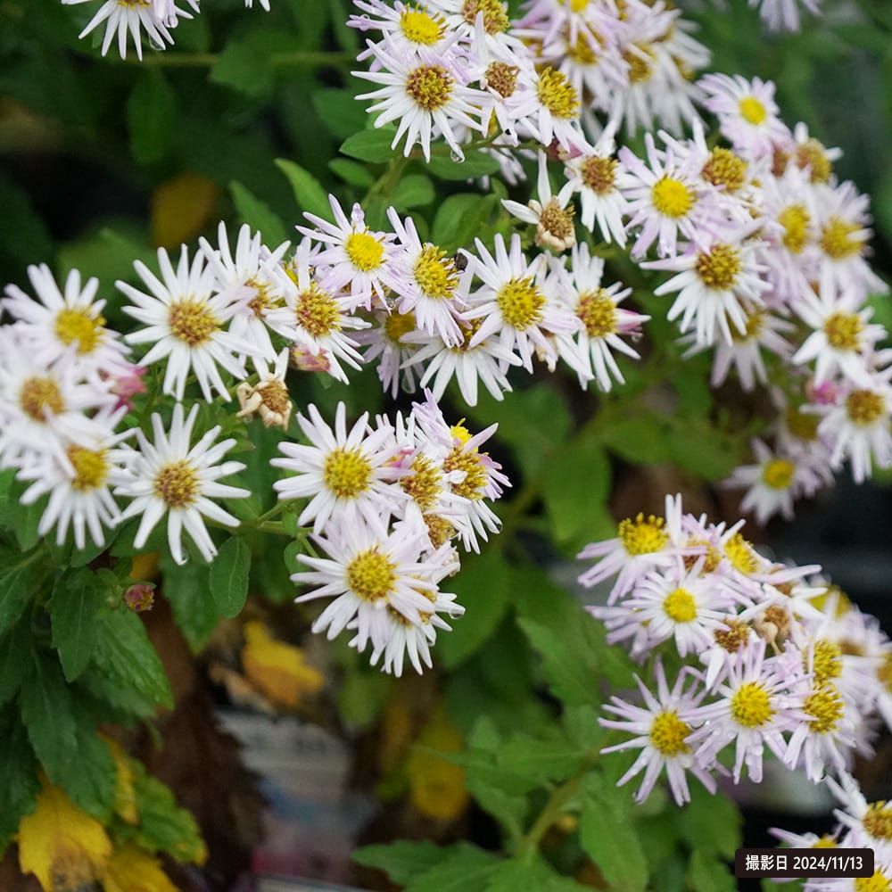 ノコンギク　（野紺菊） 桃仙 1