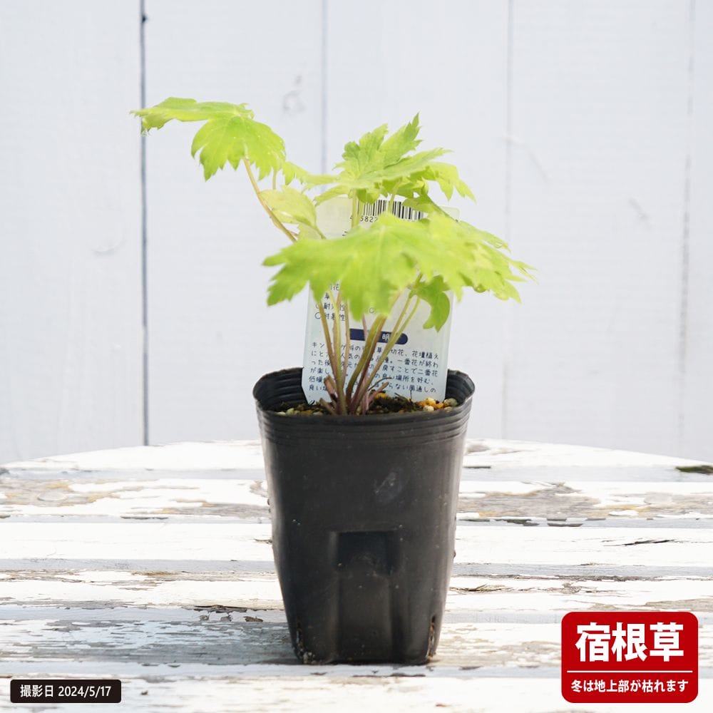 デルフィニウム パープル 苗 販売 苗木部 By 花ひろばオンライン