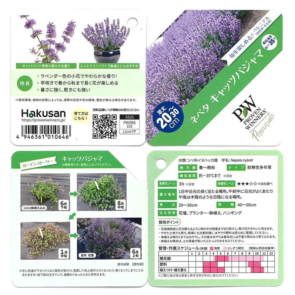 ネペタ ファーセニー種 キャッツパジャマ 苗 販売 苗木部 By 花ひろば