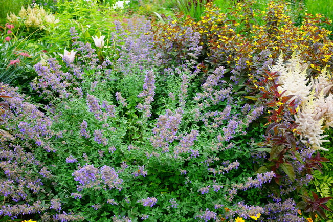 苗 苗木部 By 花ひろばオンライン 苗 苗木部 By 花ひろばオンライン