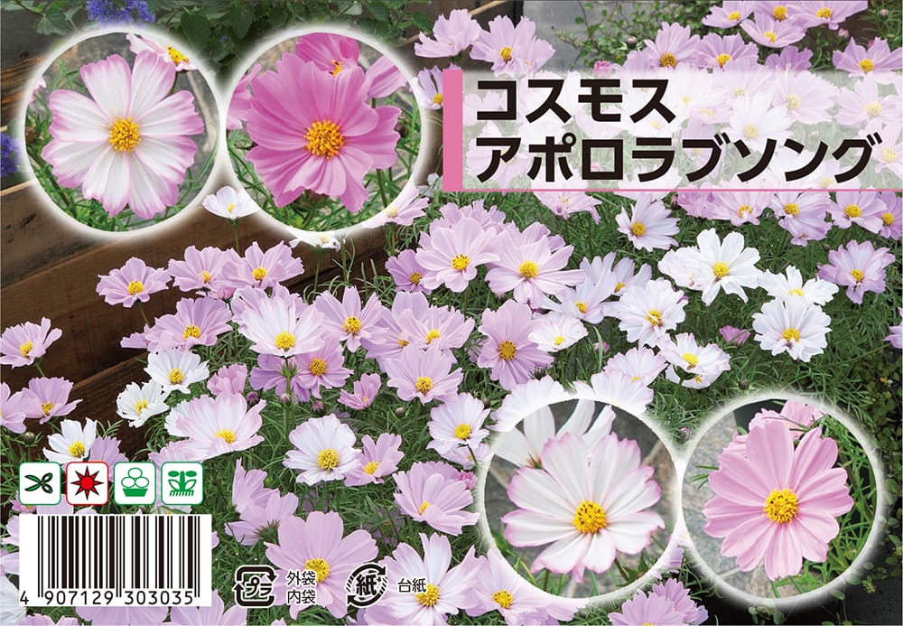 コスモス アポロラブソング 苗 販売 苗木部 By 花ひろばオンライン