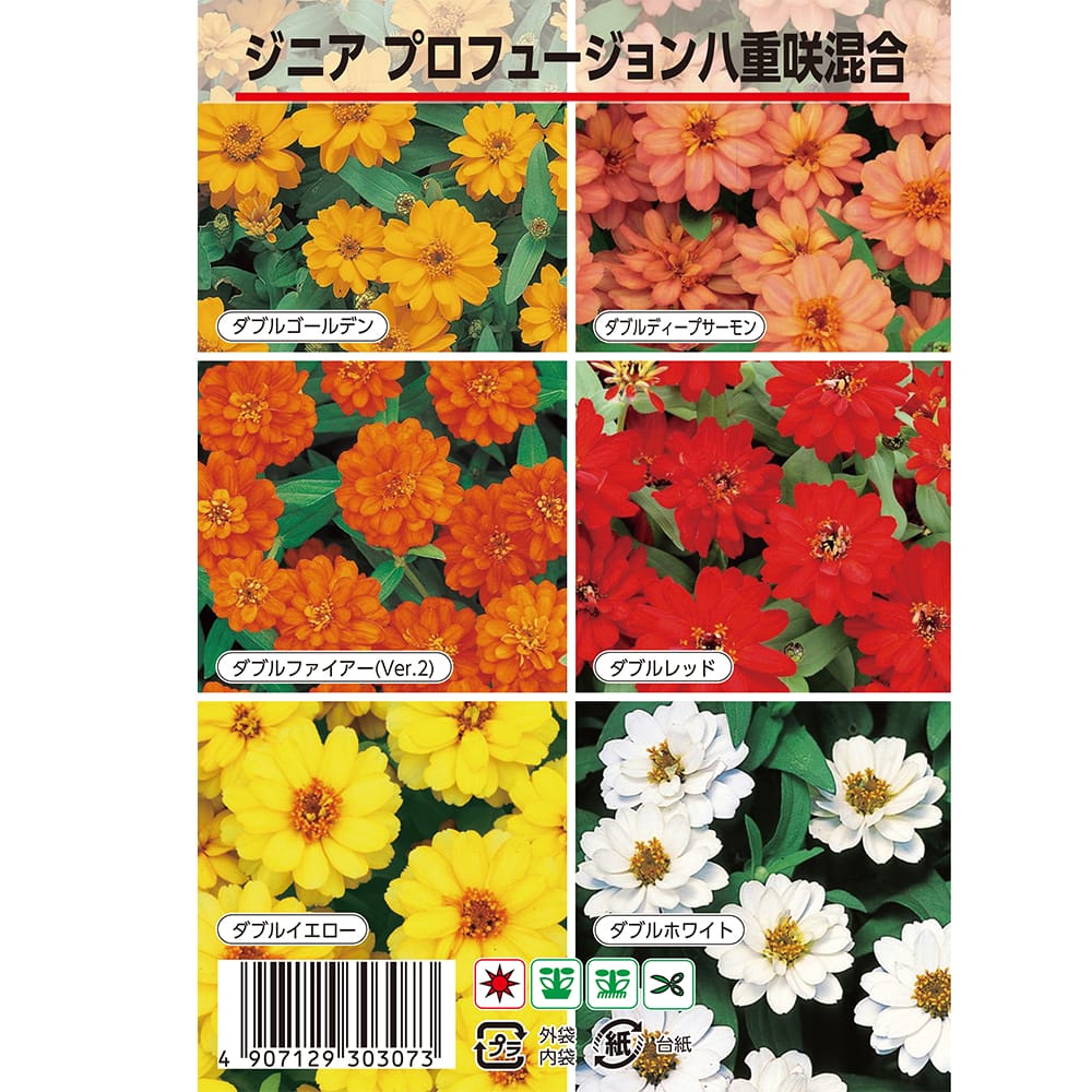 百日草 プロフュージョン八重咲き混合 苗 販売 苗木部 By 花ひろば