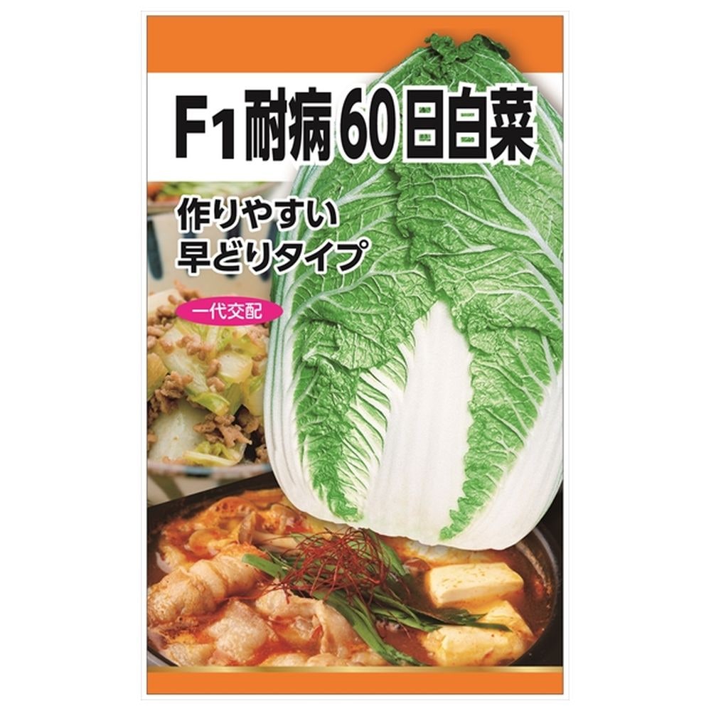 白菜 F1耐病60日白菜 