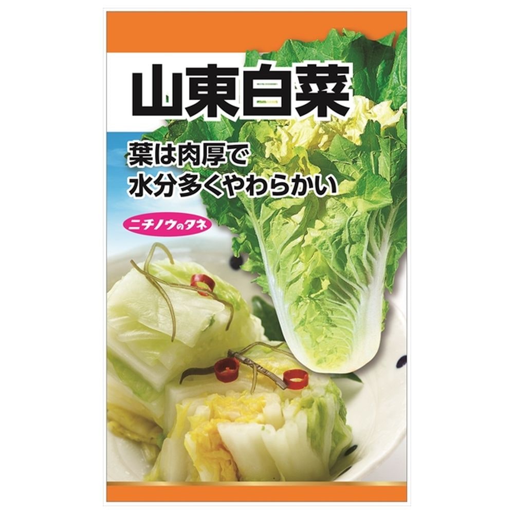 白菜　（6ml）　【山東白菜】　種・小袋