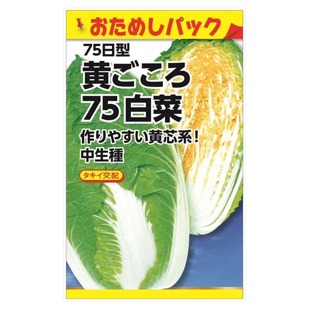 白菜 黄ごころ75日白菜 