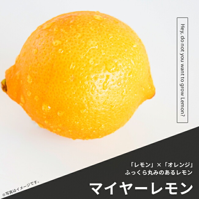 柑橘 マイヤーレモン 
