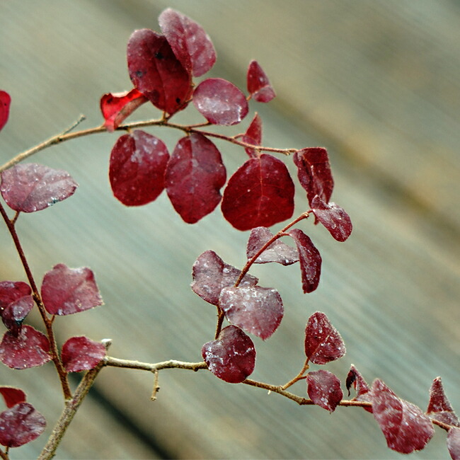 トキワマンサク「赤レンガ」の葉