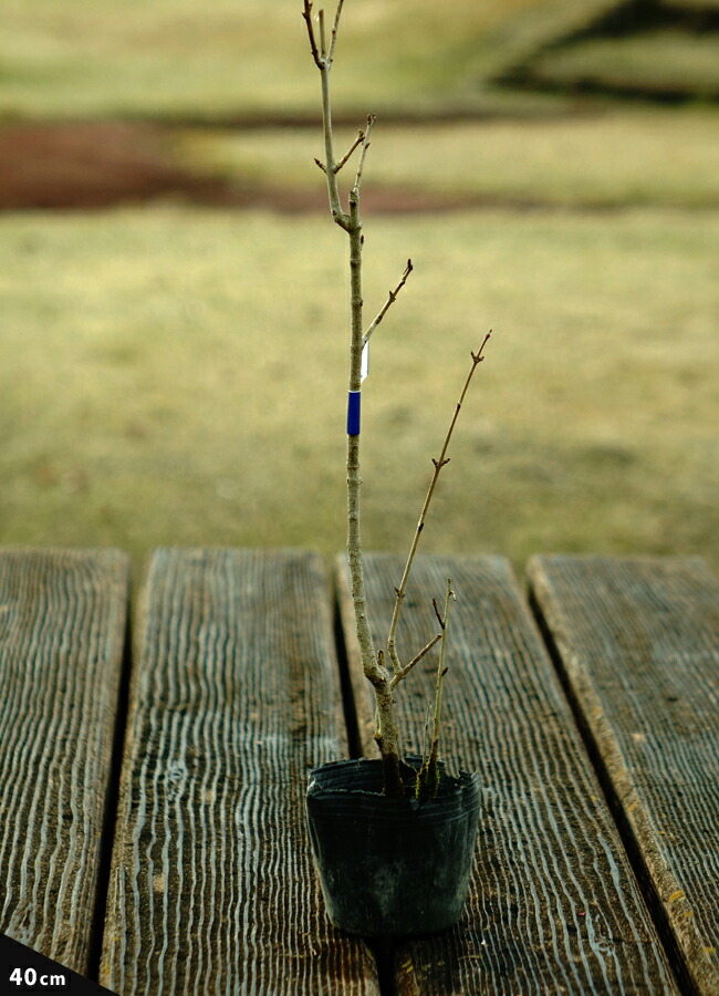 ザクロ 天絞り 苗 販売 苗木部 By 花ひろばオンライン