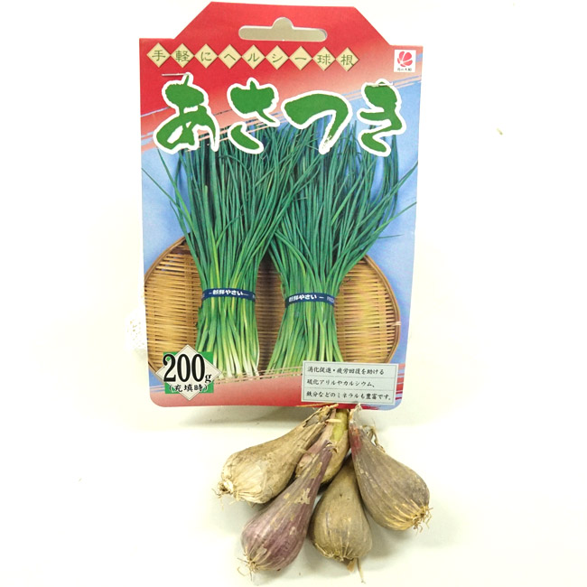 アサツキ（浅葱）苗 50本④ - 野菜