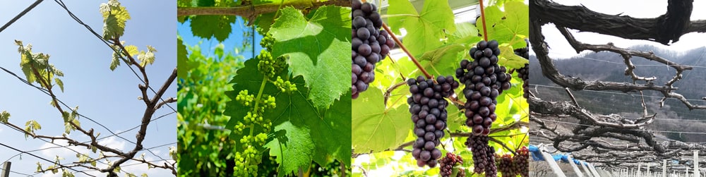 ぶどうの育て方 公式 苗木部 花ひろばオンライン