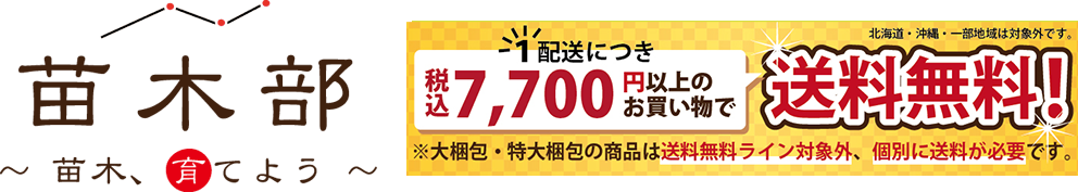 ブドウ 欧米雑種4倍体 ピオーネ 苗 販売 苗木部 By 花ひろばオンライン