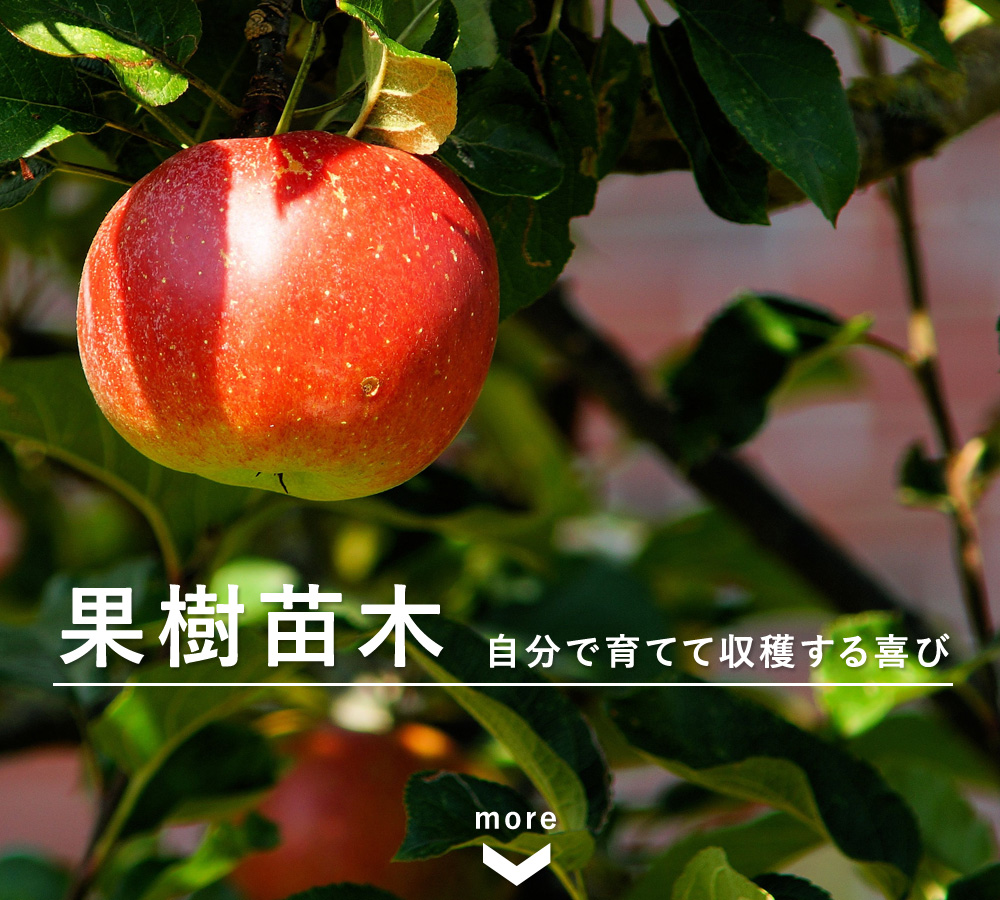 果樹苗木 果物が採れる木 公式 花ひろばオンライン本店