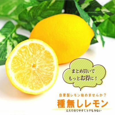 レモン21 レモン 苗 販売 苗木部 By 花ひろばオンライン