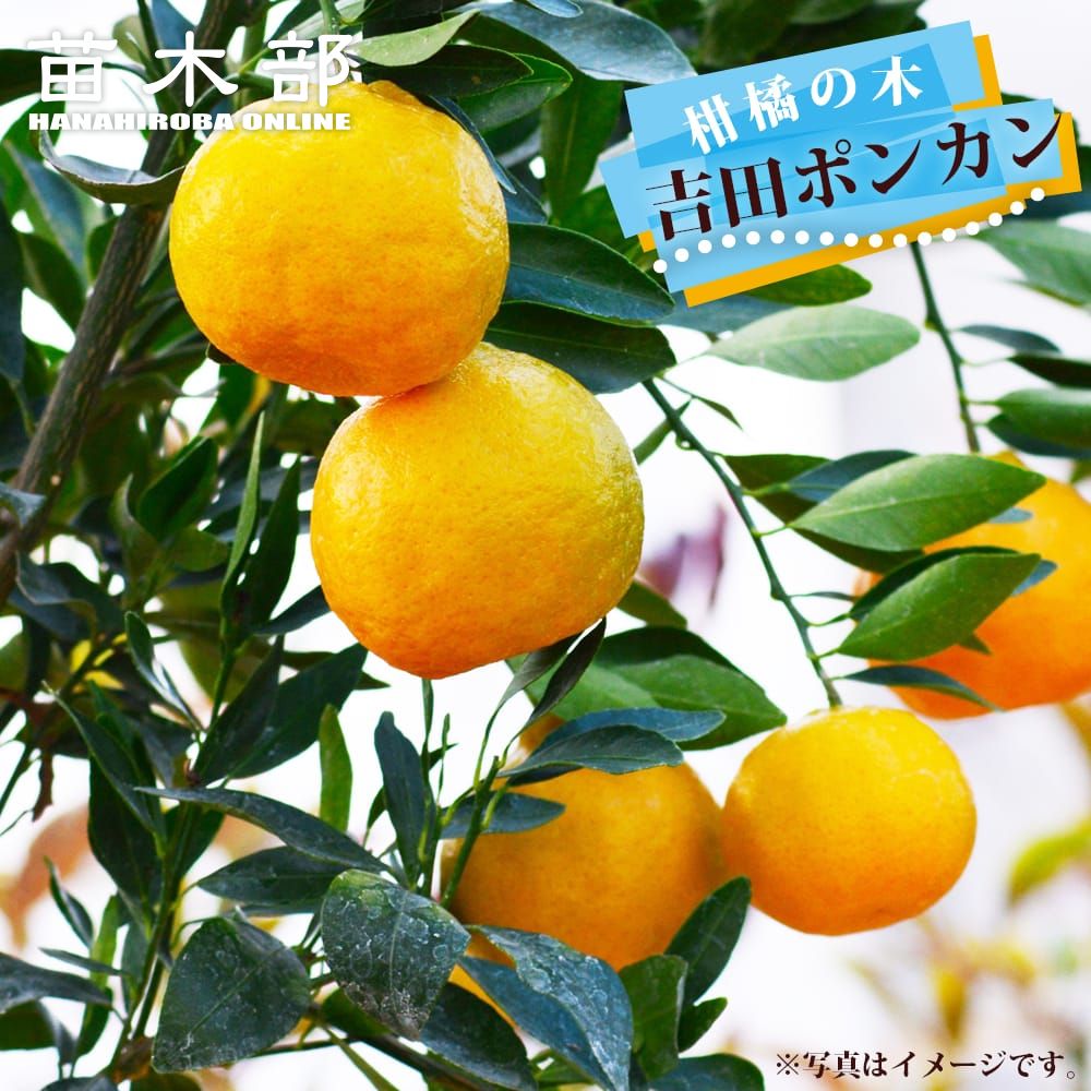 がんもさま ポンカン 苗木 5年生 実つき！ がんもさま ポンカン 苗木 5年生 実つき！ 楽天市場】オレンジ 苗木