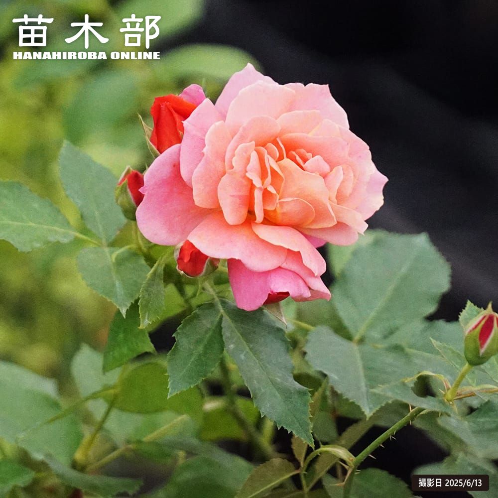 バラ F フロリバンダ ディズニーランドローズ 苗 販売 苗木部 By 花ひろばオンライン