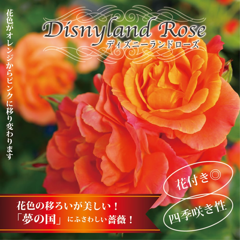 バラ F フロリバンダ ディズニーランドローズ 苗 販売 苗木部 By 花ひろばオンライン