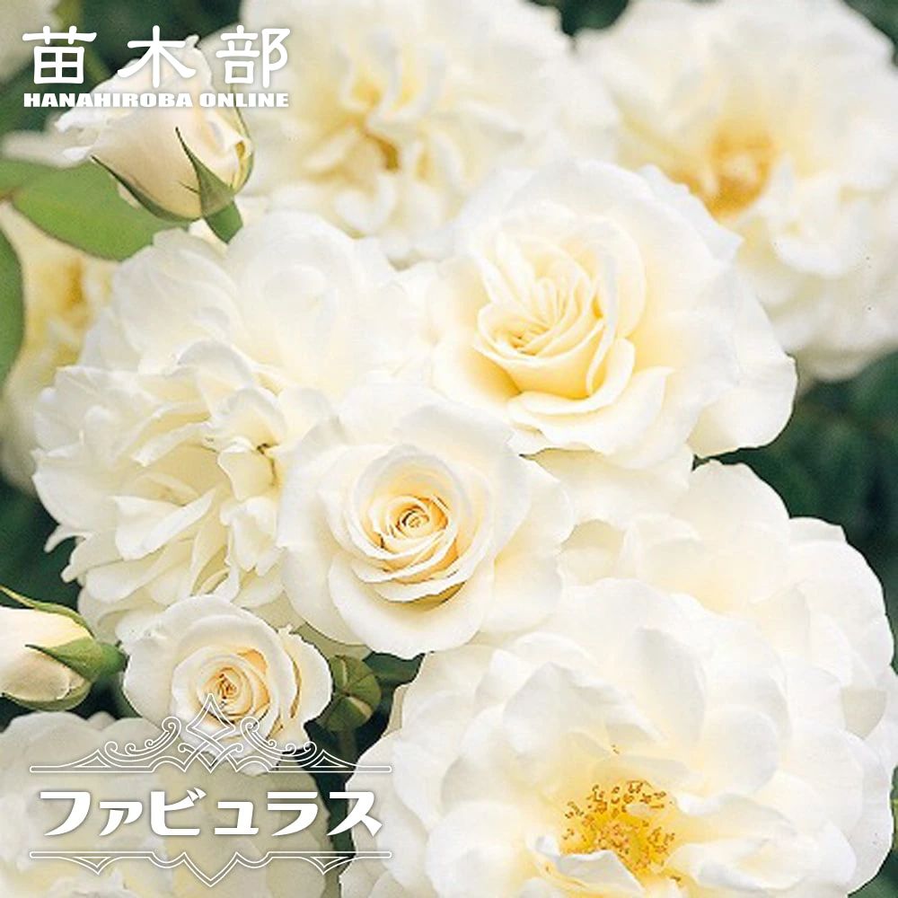 バラ エルヴィス 苗 販売 苗木部 By 花ひろばオンライン