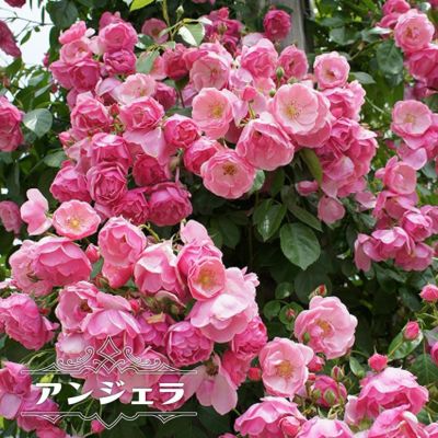 バラ苗 アンジェラ 大苗 つるバラ 四季咲き ピンク 強健 バラ 苗 つるばら 薔薇 Np 予約販売12 翌1月頃入荷予定 レビュー 苗木部 本店 By 花ひろばオンライン