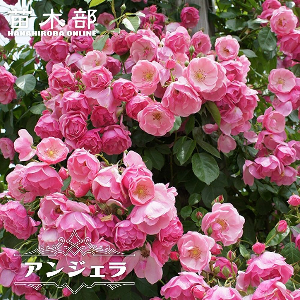 バラ苗 アンジェラ 長尺苗 つるバラ 四季咲き ピンク 強健 バラ 苗 つるばら 薔薇 フェンス 大型宅配便 沖縄 離島不可 予約販売9 10月頃入荷予定 レビュー 苗木部 本店 By 花ひろばオンライン
