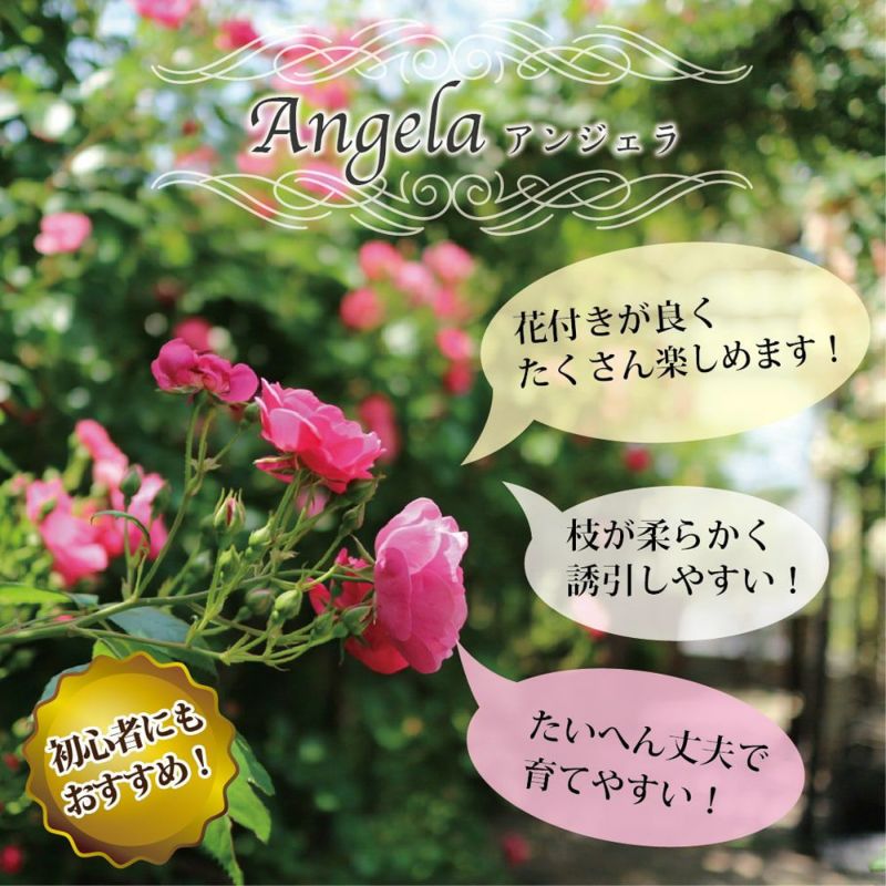 バラ アンジェラ 苗 おすすめ 苗木部 By 花ひろばオンライン バラ アンジェラ 苗 おすすめ 苗木部 By 花ひろばオンライン