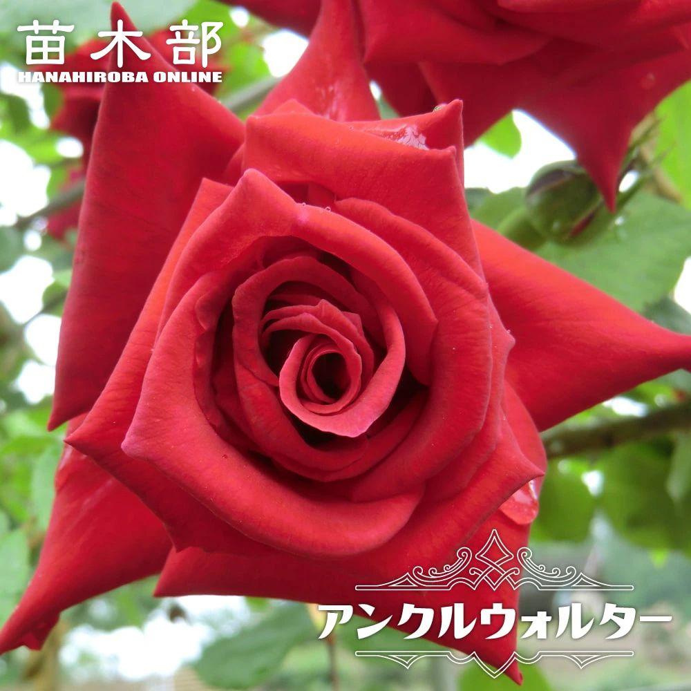 バラ つるジュリア Cl クライミング つるバラ 苗 販売 苗木部 By 花ひろばオンライン