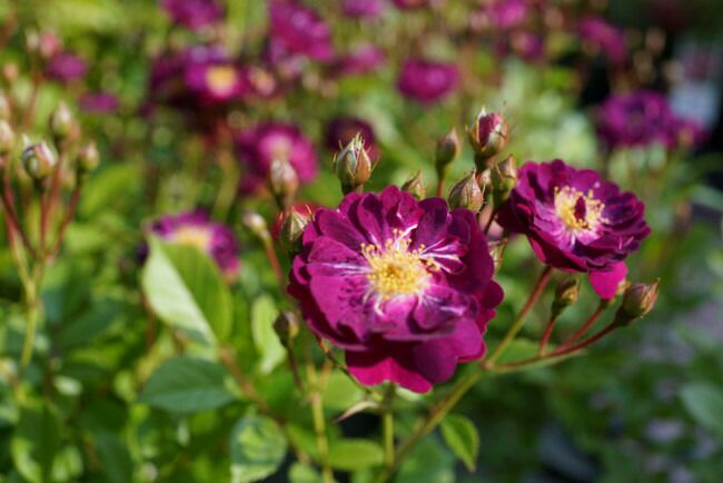 000000000527-02-l.jpg?t=