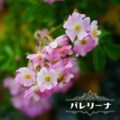 バラ キングローズ 苗 販売 苗木部 By 花ひろばオンライン バラ キングローズ 苗 販売 苗木部 By 花ひろばオンライン