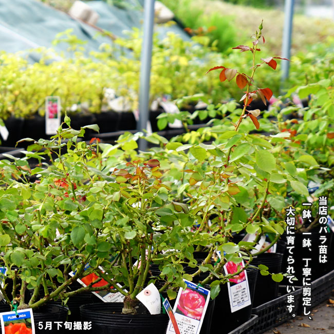 バラ バレリーナ Hmsk ハイブリッドムスク 苗 販売 苗木部 By 花ひろばオンライン